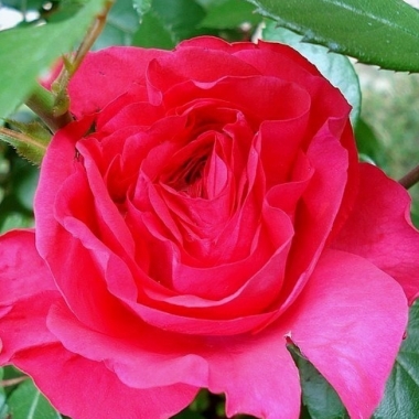 Photo Rosespassion.jpg