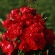 roos 'Black Forest Rose'.jpg