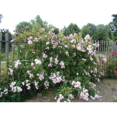 Henrianne de Gerlache.jpg