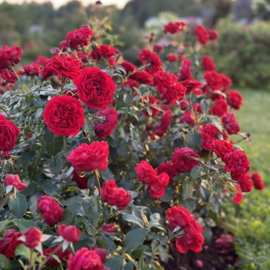 IMG_0771.JPEG