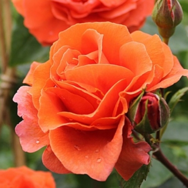 Naranga roos, photo Tantau.jpg
