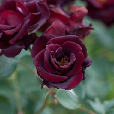 PRETTY Black - Meifainoir (042)_HD.jpeg