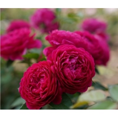 Pure Aroma, photo by Phenogenoroses.jpg