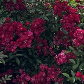 Pinnakatteroos 'Happy'