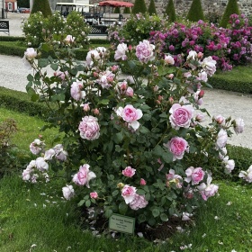 Inglise roos 'The Ancient Mariner'