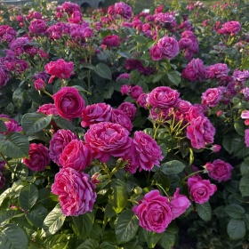 Peenraroos 'Anuschka'