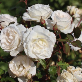 Peenraroos 'Baby Schneewittchen'