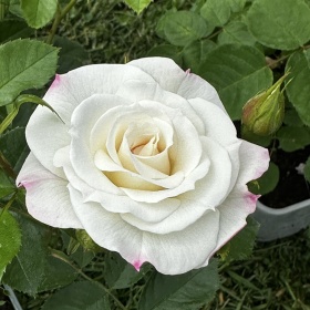Peenraroos 'Baby Schneewittchen'