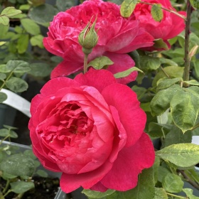Inglise roos 'Benjamin Britten'