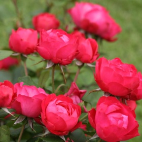 Peenraroos 'Cherry Bonica'