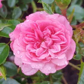 Peenraroos 'Coral Border'