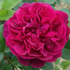 Inglise roos 'Darcey Bussell'