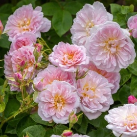 Inglise roos 'Elizabeth'