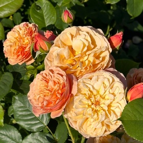 Peenraroos 'Eveline Wilde'