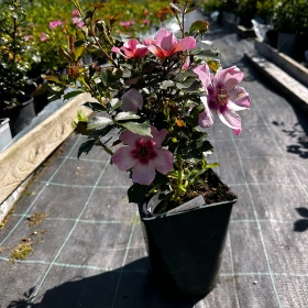 Pärsia roos 'For Your Eyes Only'