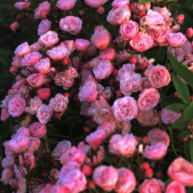 Peenraroos 'Heavenly Pink'