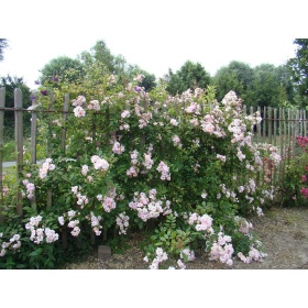 Põõsasroos 'Henrianne de Gerlache'