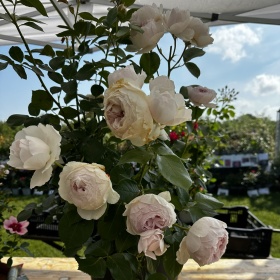 Peenraroos 'Herzogin Christiana'