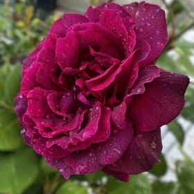 Vana roos 'Alfred Colomb'