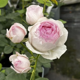 Põõsasroos 'Vesalius'