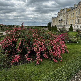 Põõsasroos 'Ferdy'