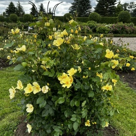 Inglise roos 'Tottering By Gently'