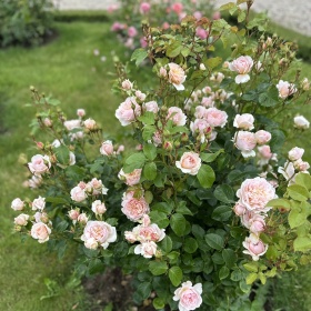 Inglise roos 'Emily Brontë'