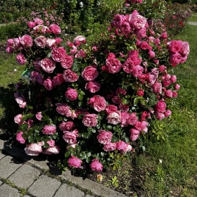 Peenraroos 'Leonardo da Vinci'