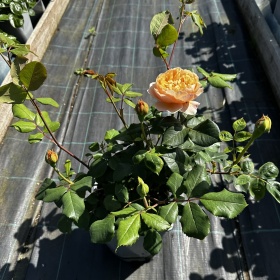 Inglise roos 'Roald Dahl'