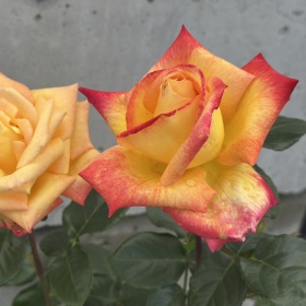 Peenraroos 'Pullman Orient Express'