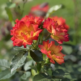 Peenraroos 'Summer of Love'