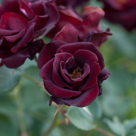Peenraroos 'Pretty Black'