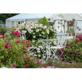 Pargiroos 'Ritausma'