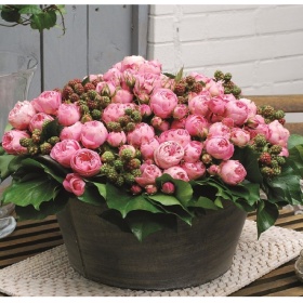 Peenraroos 'Playful Rokoko'