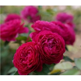 Peenraroos 'Pure Aroma'