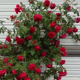 Roniroos 'Quadra'