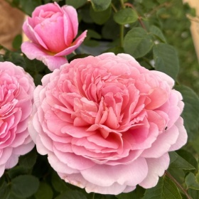 Peenraroos 'Rosemantic Pink'