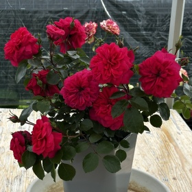 Peenraroos 'Sonia Meilove'