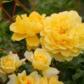 Põõsasroos 'Spinelli'