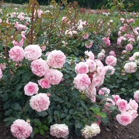 Põõsasroos 'Wellenspiel'