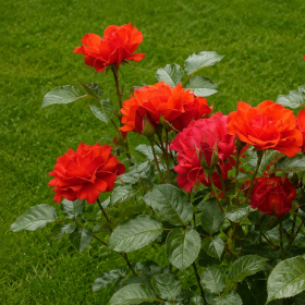 Peenraroos 'Westpoint'