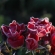 Black Forest Rose.jpg