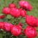 Cherry Bonica.jpg