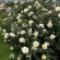 Crocus Rose Tartu.JPEG
