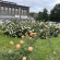 Crocus Rose Tartu2.JPEG