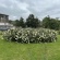 Crocus Rose Tartu3.JPEG