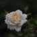 Crocus Rose6.jpg
