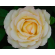 Feminine Touch (2).png