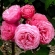 Line Renaud, foto Rosespassion.jpg