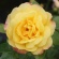 roos 'Pullmann Orient Express'.jpg
